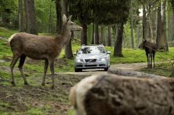 Northern Exposure: Car vs. Moose